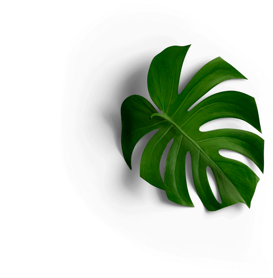 monstera leaf